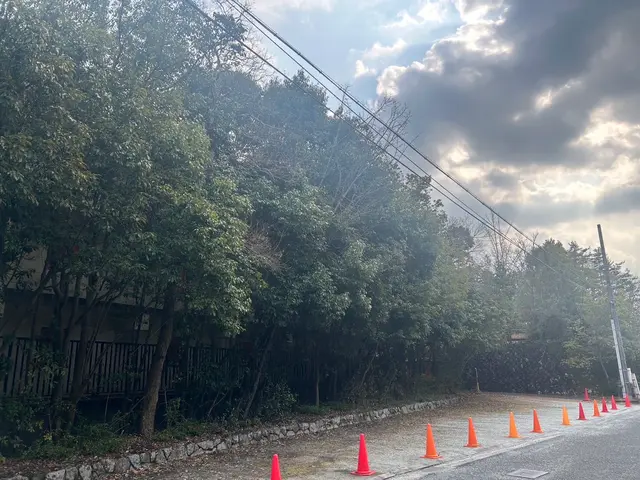 【新規出店】庭木の伐採・撤去　一本からでも対応致します！サービスの画像