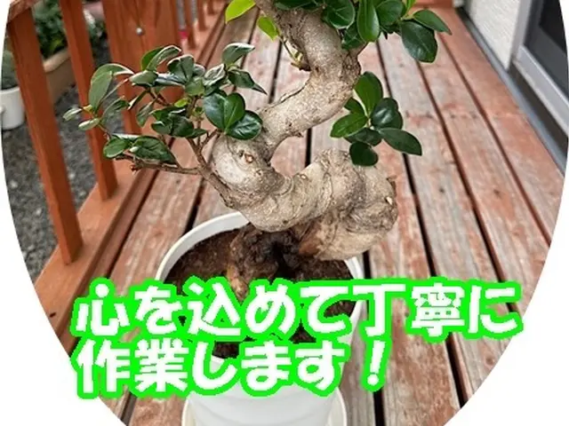 鉢の植え替えのお手伝い　土代込み　ガーデニングのお手伝いしますサービスの画像