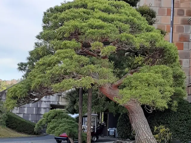 【業歴25年の実績】一級造園技能士◎熟練職人が迅速丁寧に仕上げます！サービスの画像