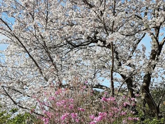 【業歴25年の実績】一級造園技能士◎熟練職人が迅速丁寧に仕上げます！サービスの画像