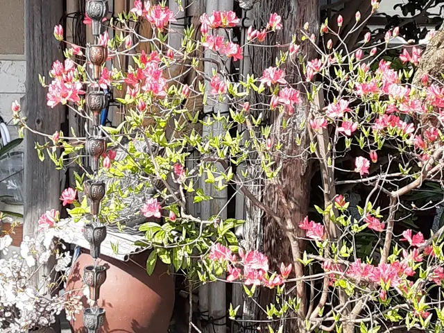 【業歴25年の実績】一級造園技能士◎熟練職人が迅速丁寧に仕上げます！サービスの画像