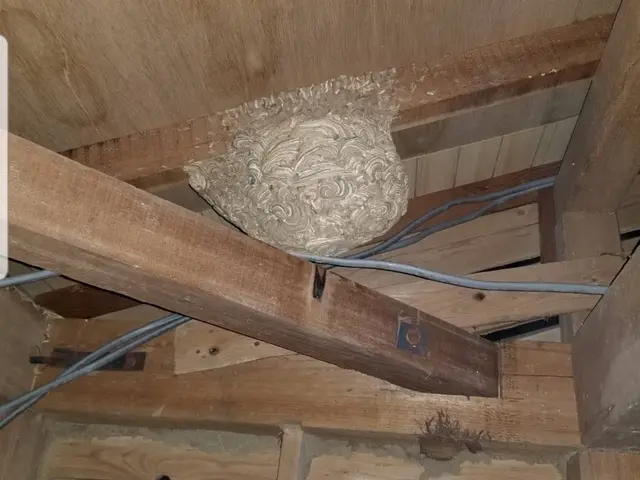 24時間受付可能！蜂の巣駆除はお任せを♪時間外緊急対応、アフターフォロー付き！サービスの画像