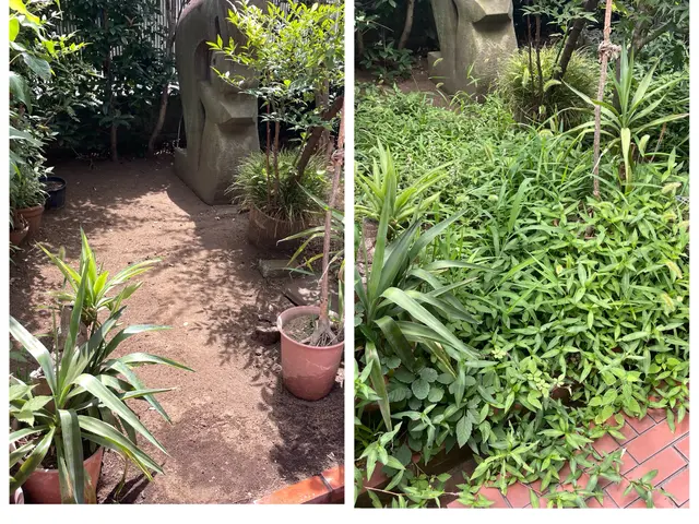 R7.9新規出店◎草むしり・手作業による丁寧な除草【女性職人】【相模原市】サービスの画像