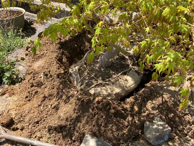 新植・移植のご提案からお庭のプランニングも行います。 初めてのご利用のお客様でもサービスの画像