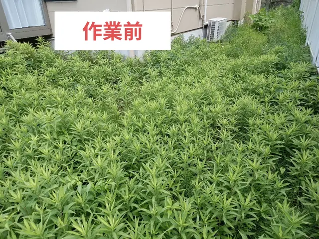 最短当日！女性対応可！大切なお庭をスッキリ草むしり★サービスの画像