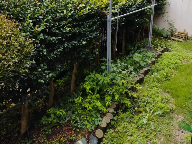 騒音の静かな電動草刈機使用・草刈り・草むしり・伐採作業承っております。サービスの画像