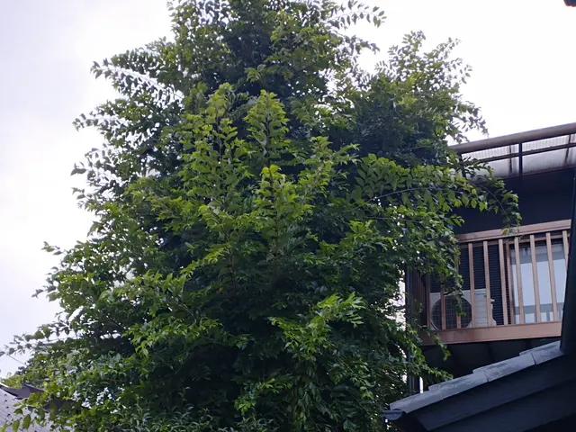 騒音の静かな電動草刈機使用・草刈り・草むしり・伐採作業承っております。サービスの画像