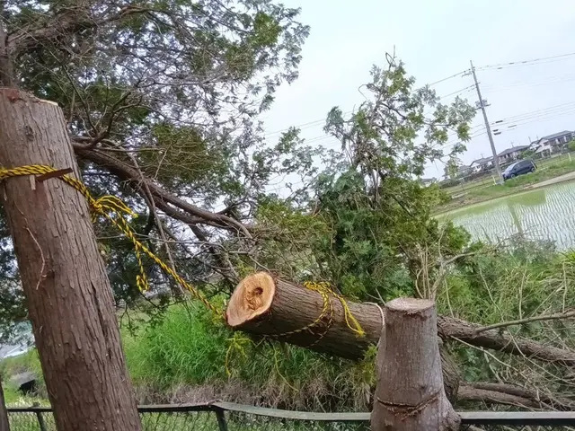 騒音の静かな電動草刈機使用・草刈り・草むしり・伐採作業承っております。サービスの画像