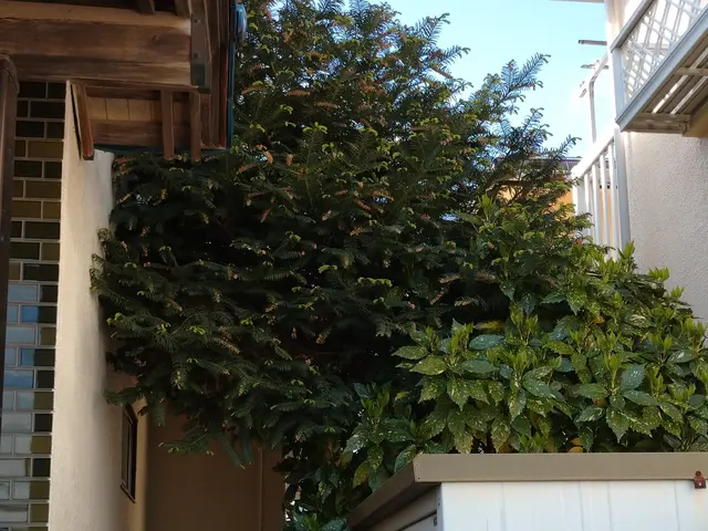 植木屋ふくちゃん　「１、２本だけ、とにかく短く〜」そんなご依頼もOKです！サービスの画像