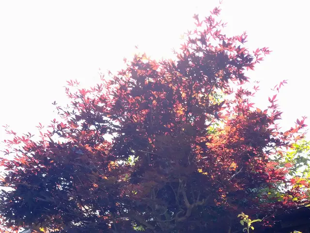 植木屋ふくちゃん　「１、２本だけ、とにかく短く〜」そんなご依頼もOKです！サービスの画像