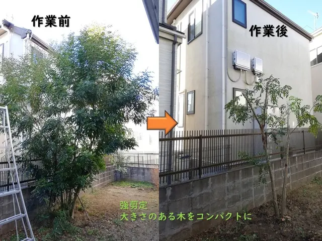 ◎複数本の剪定はおまとめ割り致します◎10年の実績◎造園技能士◎損害保険加入サービスの画像