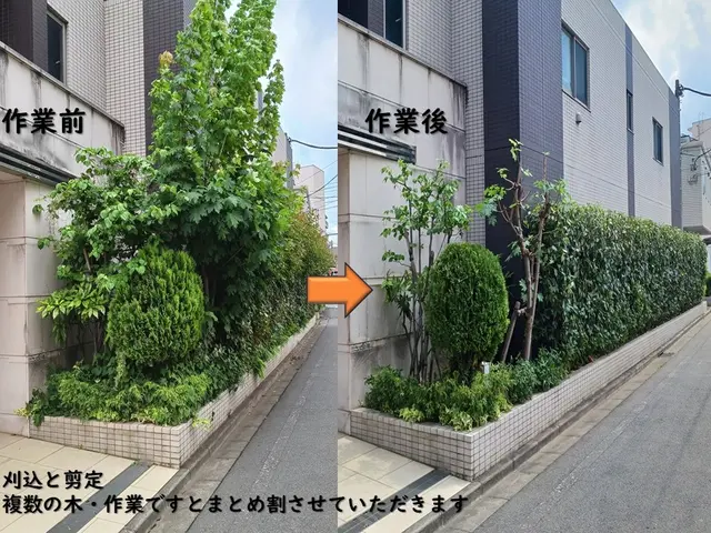 ◎複数本の剪定はおまとめ割り致します◎10年の実績◎造園技能士◎損害保険加入サービスの画像