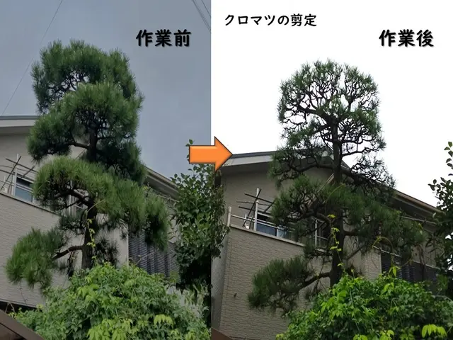 ◎複数本の剪定はおまとめ割り致します◎10年の実績◎造園技能士◎損害保険加入サービスの画像