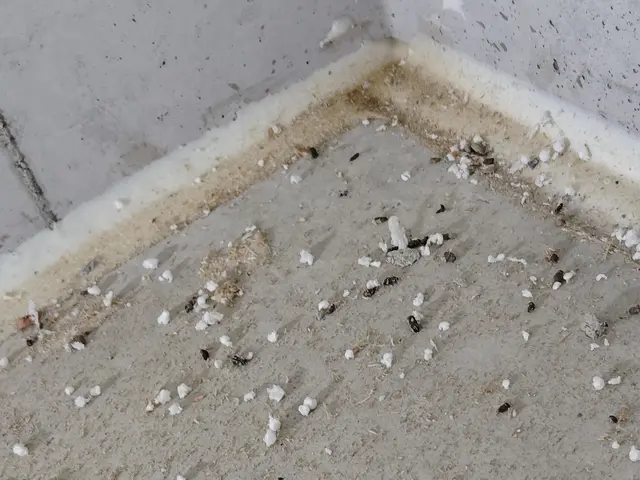 無料見積もり可能。ネズミの侵入口を徹底的に封鎖します。安心して暮らせる環境づくりサービスの画像