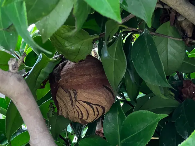 ★蜂の巣駆除&及び撤去除菌清掃★同一箇所のみ2週間保証★戻りバチ対策★高さ4m迄サービスの画像