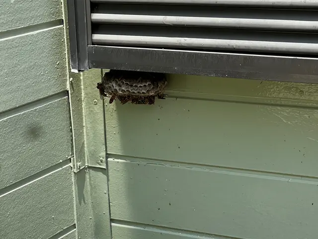 ★蜂の巣駆除&及び撤去除菌清掃★同一箇所のみ2週間保証★戻りバチ対策★高さ4m迄サービスの画像