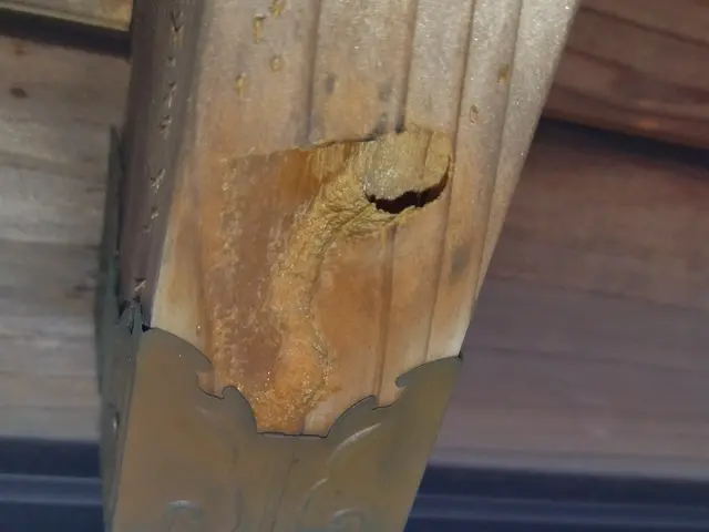 ★蜂の巣駆除&及び撤去除菌清掃★同一箇所のみ2週間保証★戻りバチ対策★高さ4m迄サービスの画像