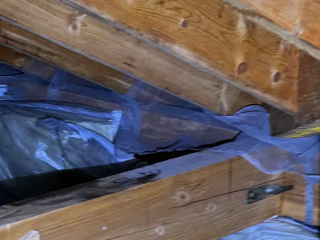 ★蜂の巣駆除&及び撤去除菌清掃★同一箇所のみ2週間保証★戻りバチ対策★高さ4m迄サービスの画像