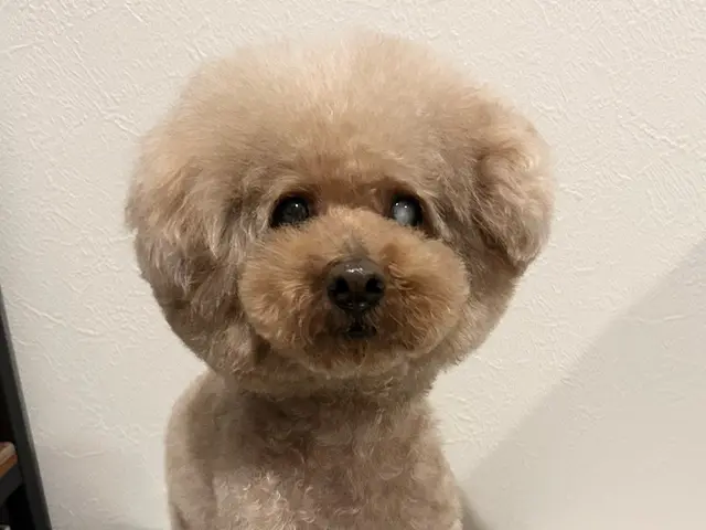 ＜小型犬専門＞ワク証なくてもOK！子犬〜シニア犬まで☆脱衣所で完結♪出張トリミンサービスの画像