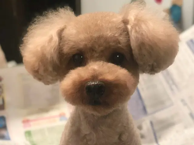 ＜小型犬専門＞ワク証なくてもOK！子犬〜シニア犬まで☆脱衣所で完結♪出張トリミンサービスの画像