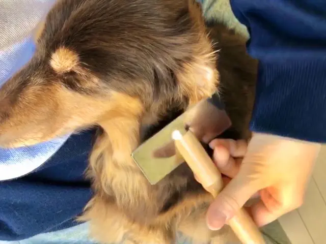 ＜小型犬専門＞ワク証なくてもOK！子犬〜シニア犬まで☆脱衣所で完結♪出張トリミンサービスの画像