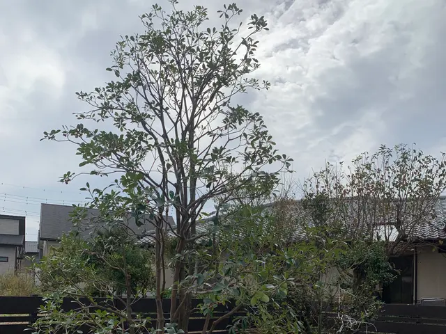 「見積り・相談無料」◆植え込み・生垣の剪定いたします。サービスの画像