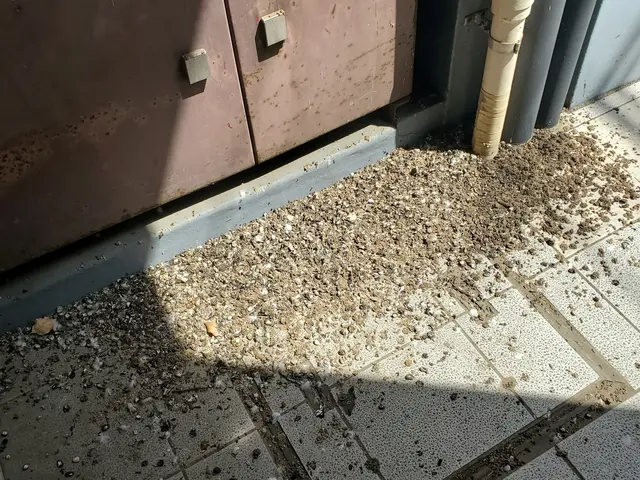 ベランダの鳩対策には防鳥ネットがお勧め！巣の除去清掃や糞清掃のみも承ってます！サービスの画像