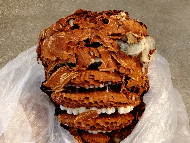 蜂の巣駆除サービスの画像