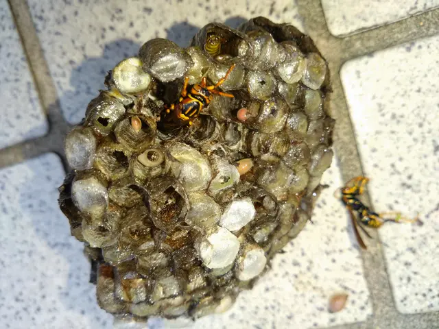 蜂の巣駆除サービスの画像