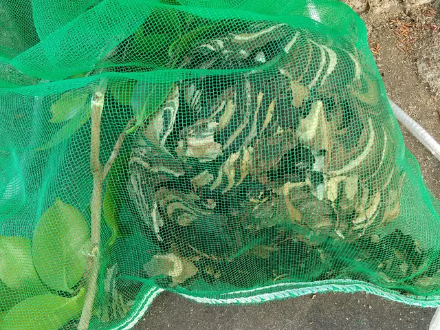 蜂の巣駆除サービスの画像