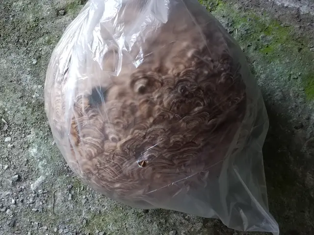 蜂の巣駆除サービスの画像