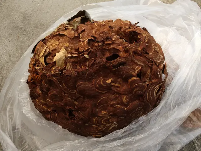 蜂の巣駆除サービスの画像