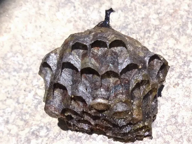 蜂の巣駆除サービスの画像