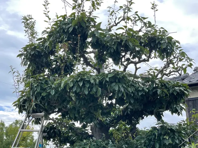 【年中無休で対応しております◎】業界30年の経験あり！店長の私が対応いたします！サービスの画像