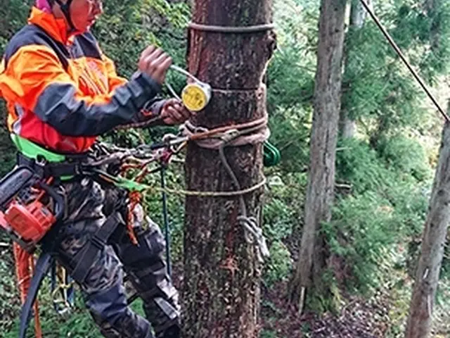 どんな大きな樹木でもお任せ下さい！【職人歴20年の経験と実績】安心の損害保険加入サービスの画像