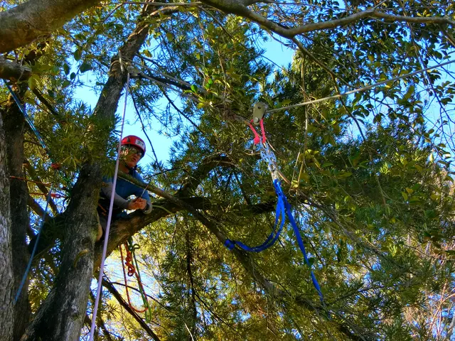どんな大きな樹木でもお任せ下さい！【職人歴20年の経験と実績】安心の損害保険加入サービスの画像