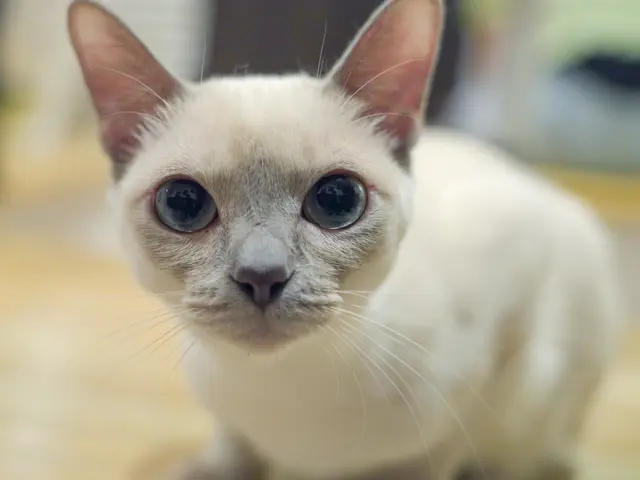 “うちの子らしさ”がそのまま写る写真を。