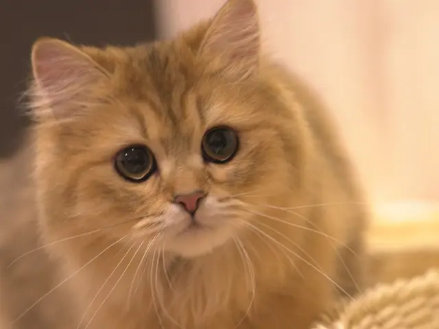 “うちの子らしさ”がそのまま写る写真を。