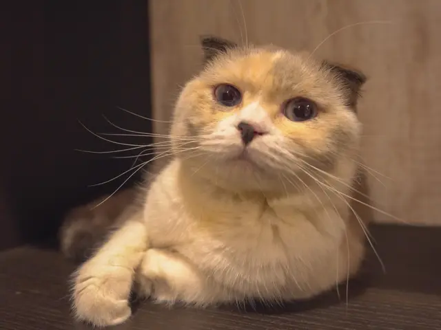 “うちの子らしさ”がそのまま写る写真を。