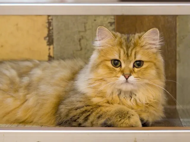 “うちの子らしさ”がそのまま写る写真を。