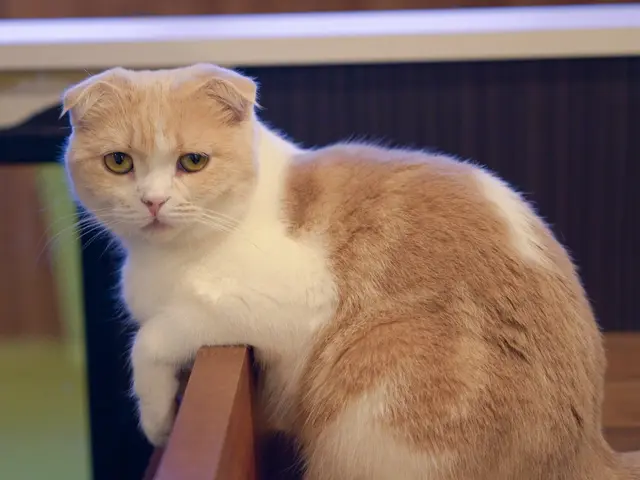 “うちの子らしさ”がそのまま写る写真を。