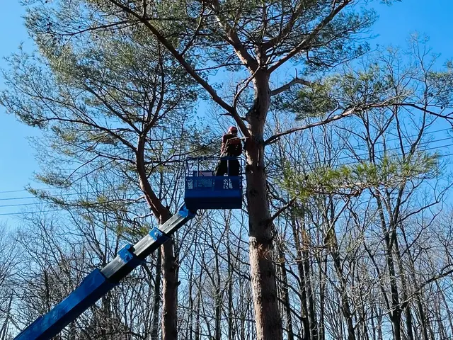 お庭のお困り事を解決！高い木・狭い場所など他店に断られた木もお任せください！サービスの画像