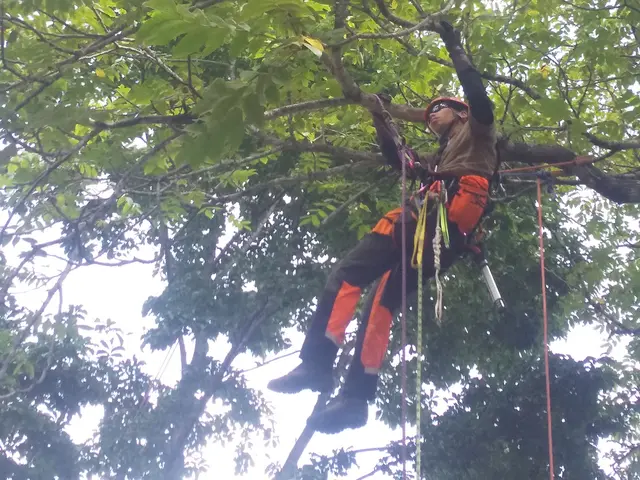 お庭のお困り事を解決！高い木・狭い場所など他店に断られた木もお任せください！サービスの画像