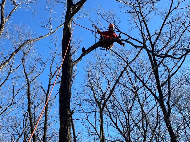 お庭のお困り事を解決！高い木・狭い場所など他店に断られた木もお任せください！サービスの画像