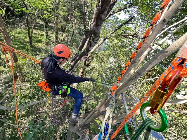 お庭のお困り事を解決！高い木・狭い場所など他店に断られた木もお任せください！サービスの画像