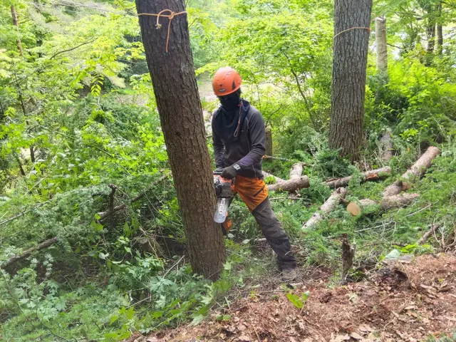 お庭のお困り事を解決！高い木・狭い場所など他店に断られた木もお任せください！サービスの画像