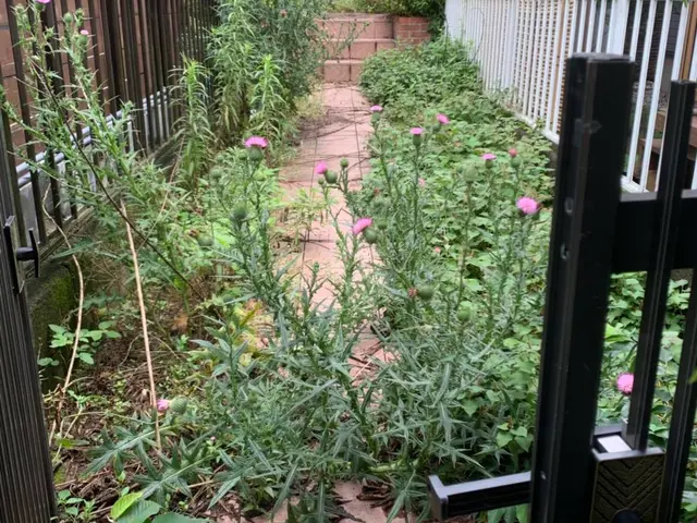 【創業35年】面倒な草むしり草刈りお任せ下さい！腕にはかなり自信があります！！サービスの画像