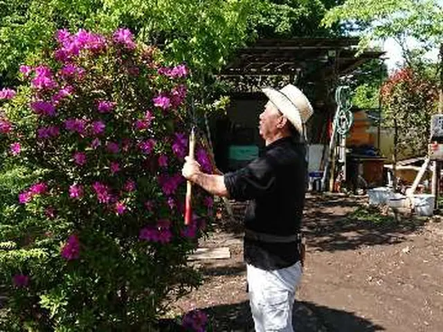 ★植木の剪定(手入れ)★お引き受けします！12月ご予約はお早めにお願い致します。サービスの画像