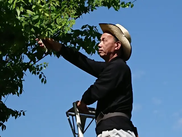 ★植木の剪定(手入れ)★お引き受けします！12月ご予約はお早めにお願い致します。サービスの画像