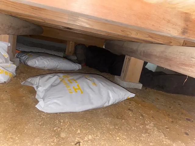 《シロアリ駆除歴10年》シロアリを徹底的に根絶！施工前後の写真◎最長5年保証◎サービスの画像